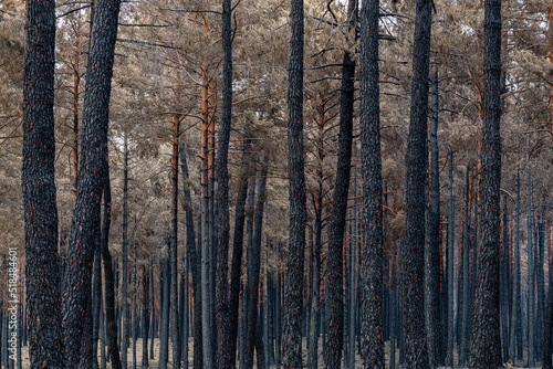 Wild pines with dry needles after a fire in the Sierra de la Culebra, Zamora, Spain.