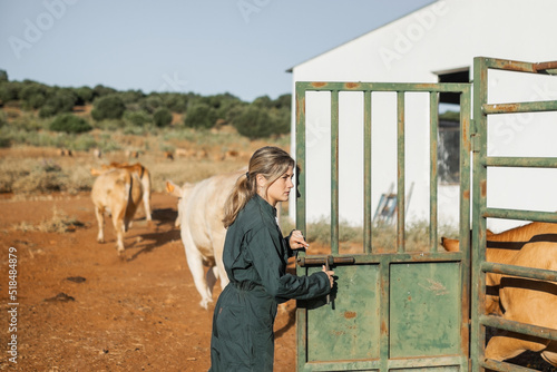 cattle worker opening the stables where the cows are on a ranch