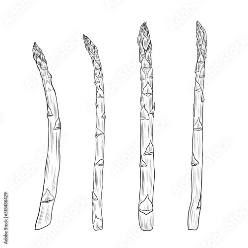 Asparagus hand drawn vector illustration isolated on white, sprouts bunch set, farm vegetables, vegetarian food drawings sketch style, Sparrow grass for design agricultural market, menu, label