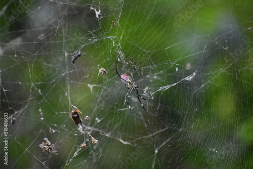 SPIDERS, WEBS AND COBWEBS