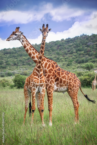 Photography Nubian giraffes
