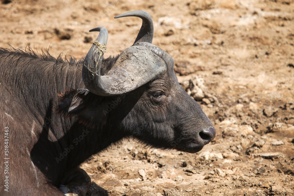 Obraz premium Cape buffalo