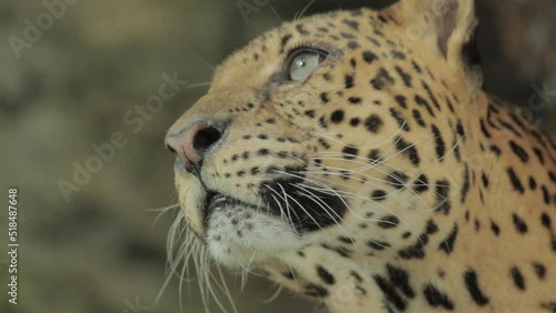 Endangered Macan Tutul Jawa Javan Leopard Panthera Carnivora in Java Indonesia photo