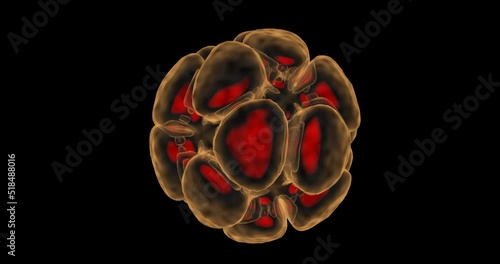 Human blastocyst Egg Embryos 3D. The fertilized eggs zygote is isolated on black.  photo