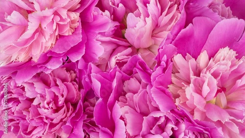 Beautiful pink roses bouquet background. Blooming peony flowers open, time lapse, close-up. Wedding backdrop, Valentine's Day concept. Blossom, flower closeup. 4K UHD video timelapse, time lapse