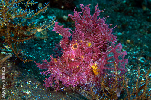 A rare Weedy Scorpionfish -Rhinopias frondosa. Sea life of Tulamben  Bali  Indonesia.