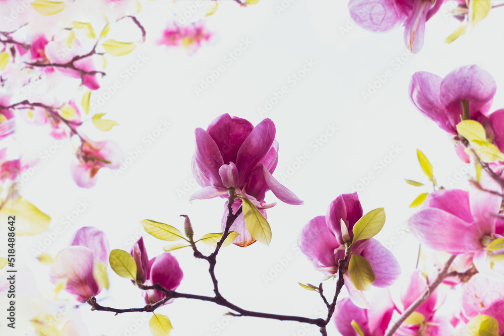 Beautiful blooming magnolia flower Beautiful blooming magnolia flower