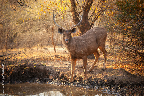 Stag sambar deer photo