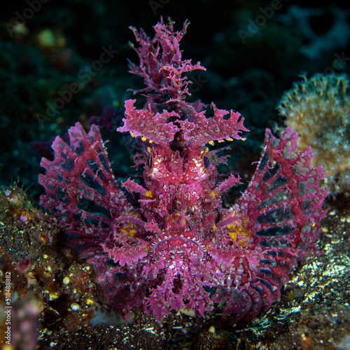 A rare Weedy Scorpionfish -Rhinopias frondosa. Sea life of Tulamben  Bali  Indonesia.