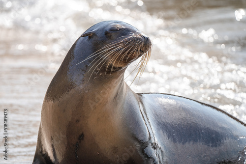 Wet sea lion with water drops on whiskers, close-up on beach in the Galapagos