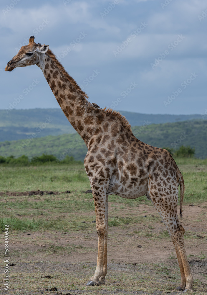 Fototapeta premium Giraffe im Naturreservat im Hluhluwe Nationalpark Südafrika