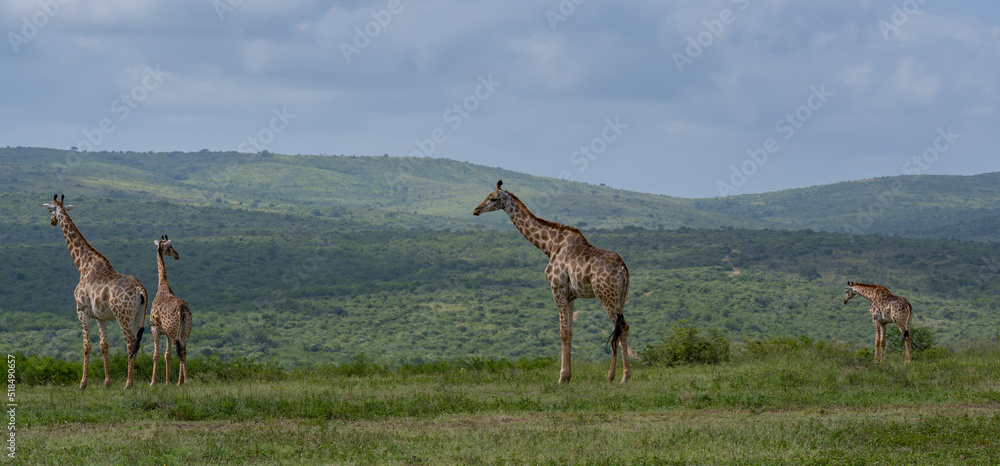 Naklejka premium Giraffen im Naturreservat im Hluhluwe Nationalpark Südafrika