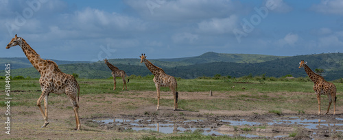 Giraffen im Naturreservat im Hluhluwe Nationalpark S  dafrika