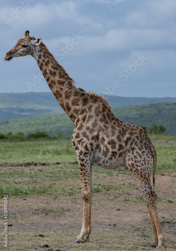 Giraffe im Naturreservat im Hluhluwe Nationalpark Südafrika