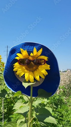 A sunflower flower in a hat and sunglasses sways in the wind against the blue sky. photo