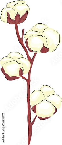 cotton vector image, plant on a white background, industrial cultivation of cotton, flower branch, white cotton ball, isolated design, withered flower