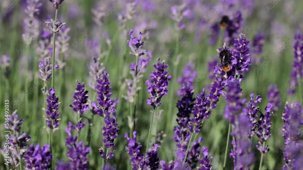 Lavender field closeup bee working on flower right side of video macro closeup 4K Lavender field closeup bee working on flower right side of video macro closeup 4K