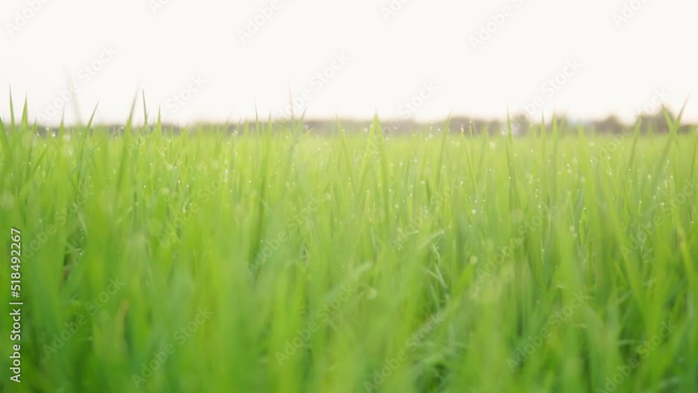 Close up of the beautiful rice plants in a gorgeous paddy field on organic farms at sunset time. slow motion. Close up of the beautiful rice plants in a gorgeous paddy field on organic farms at sunset time. slow motion.