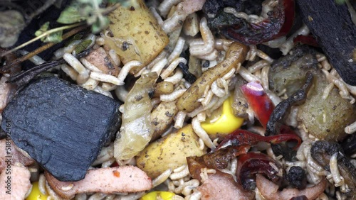 Plethora of larvae of flies feeding on kitchen scraps, speeding up decomposition process.