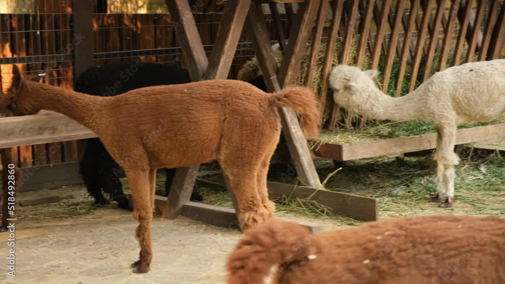 Alpacas on the farm. A group of exotic animals is eating hay in a pen