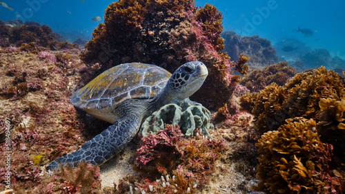 Fototapeta Naklejka Na Ścianę i Meble -  Wild Green Sea Turtle posing for a portrait sitting on a coral reef