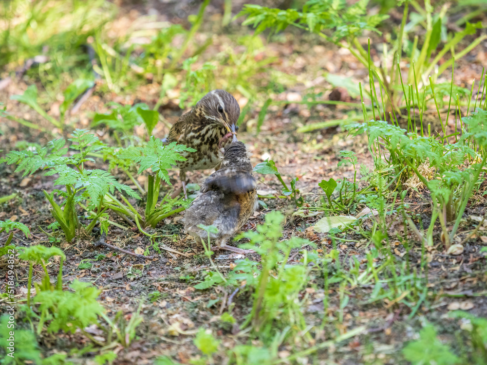 Wood bird Redwing, Turdus iliacus, feeds the chick with earthworms on the ground. An adult chick left the nest but its parents continue to take care of him.
