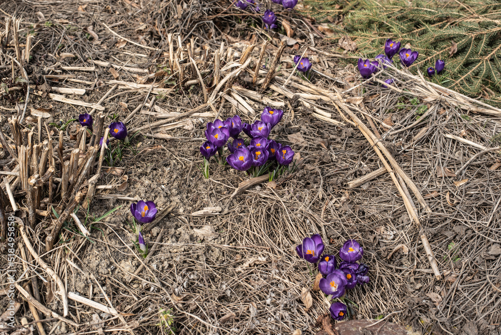 crocuses in springtime between dry stalks of perennials