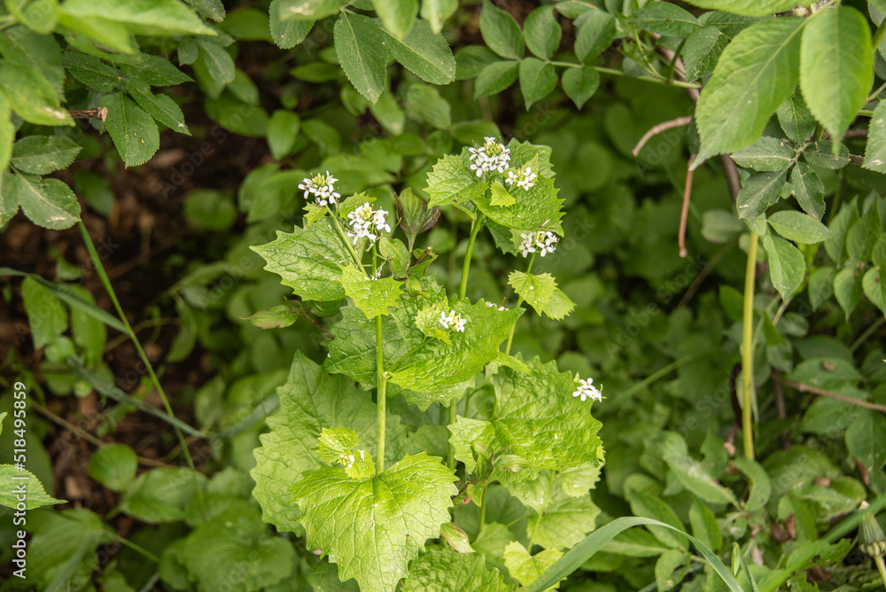 garlic mustard next to a hedge with white blossoms