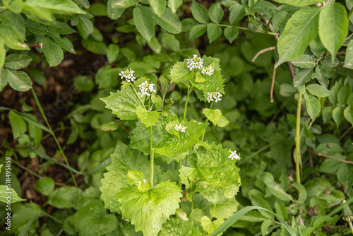 Obraz na płótnie garlic mustard next to a hedge with white blossoms w salonie