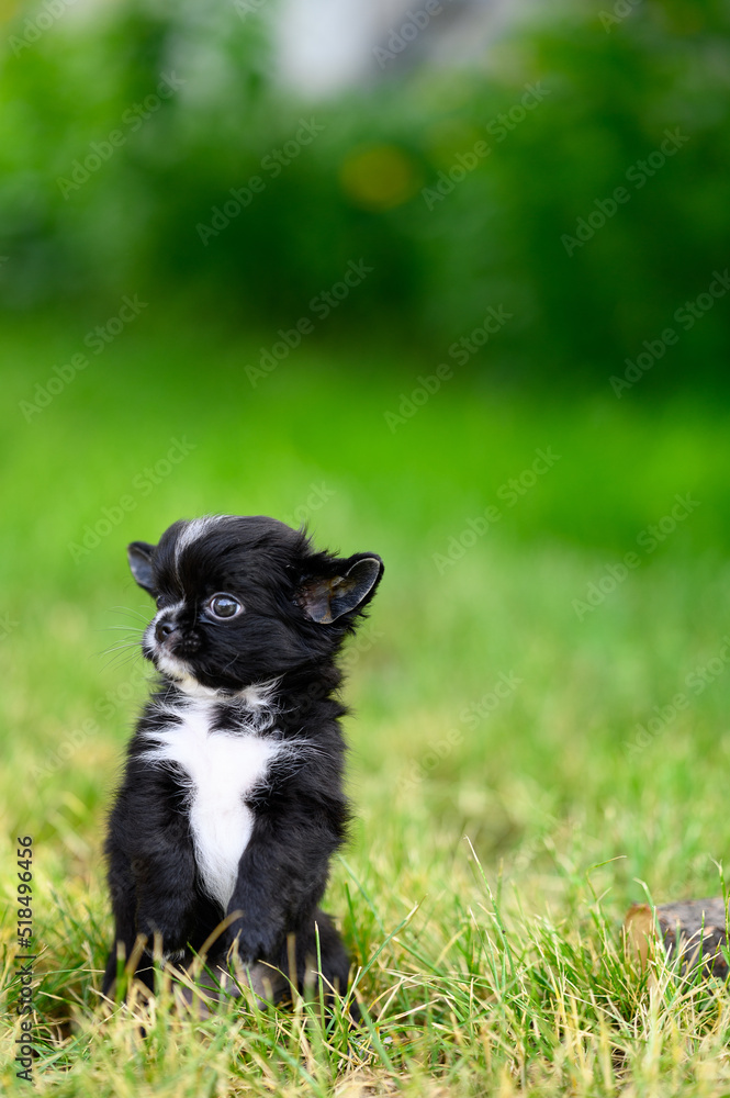 Vertical Portrait of Black Chihuahua Puppy. Puppy Stands on Its Hind Legs and Looks to Side.