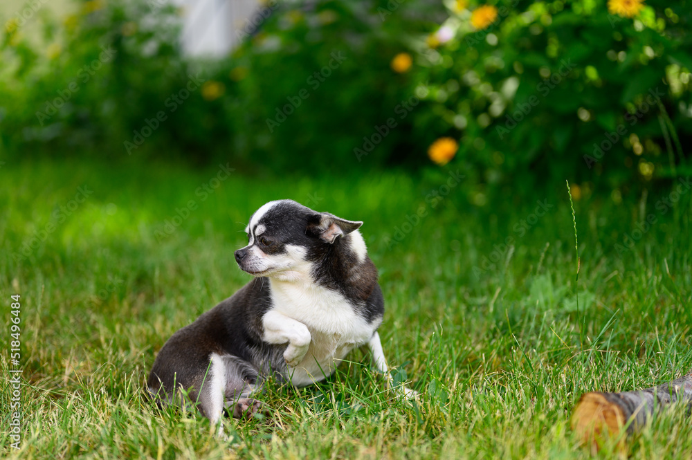 Chihuahua Pet Puppy Sits Alone in Garden on Grass with his Paw and Ears Between his Legs