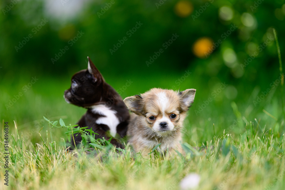 Chihuahua Puppies sit on Grass and Look in Different Directions, Walking in Garden in Fresh Air