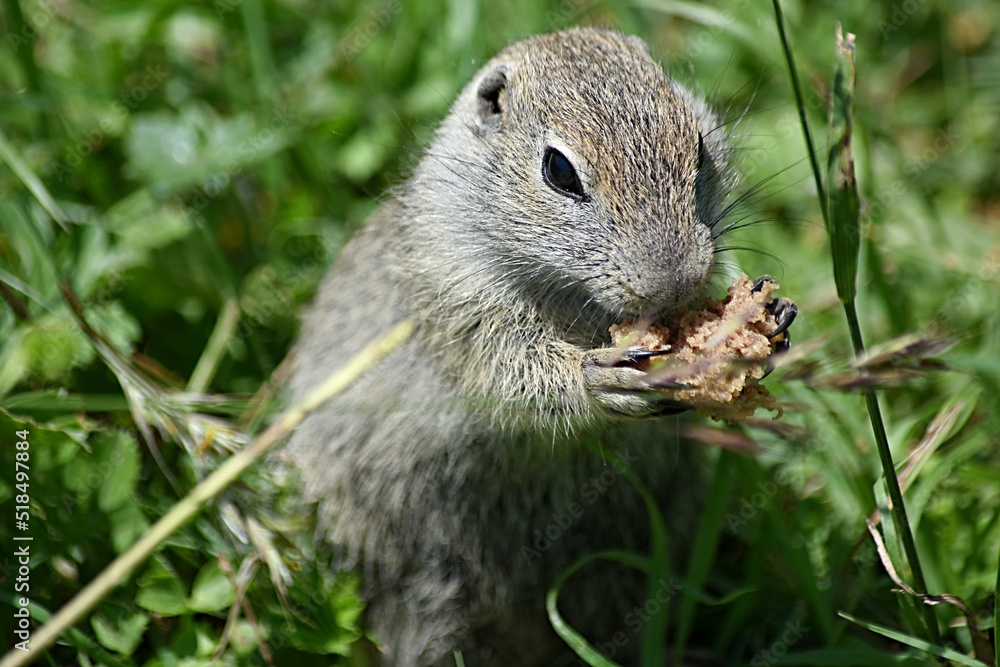 ground squirrel eats bread on the background of a green meadow tract Dzhily su Russia ground squirrel eats bread on the background of a green meadow tract Dzhily su Russia