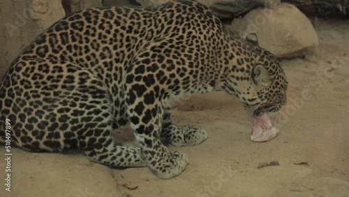 Endangered Macan Tutul Jawa Javan Leopard Panthera Carnivora in Java Indonesia photo