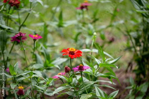 Colorful zinnia flower and blurred background.