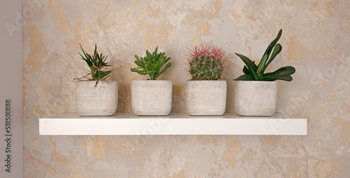 Four pots with cactus and other plants