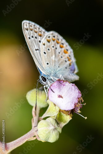 Macro photography of a butterfly