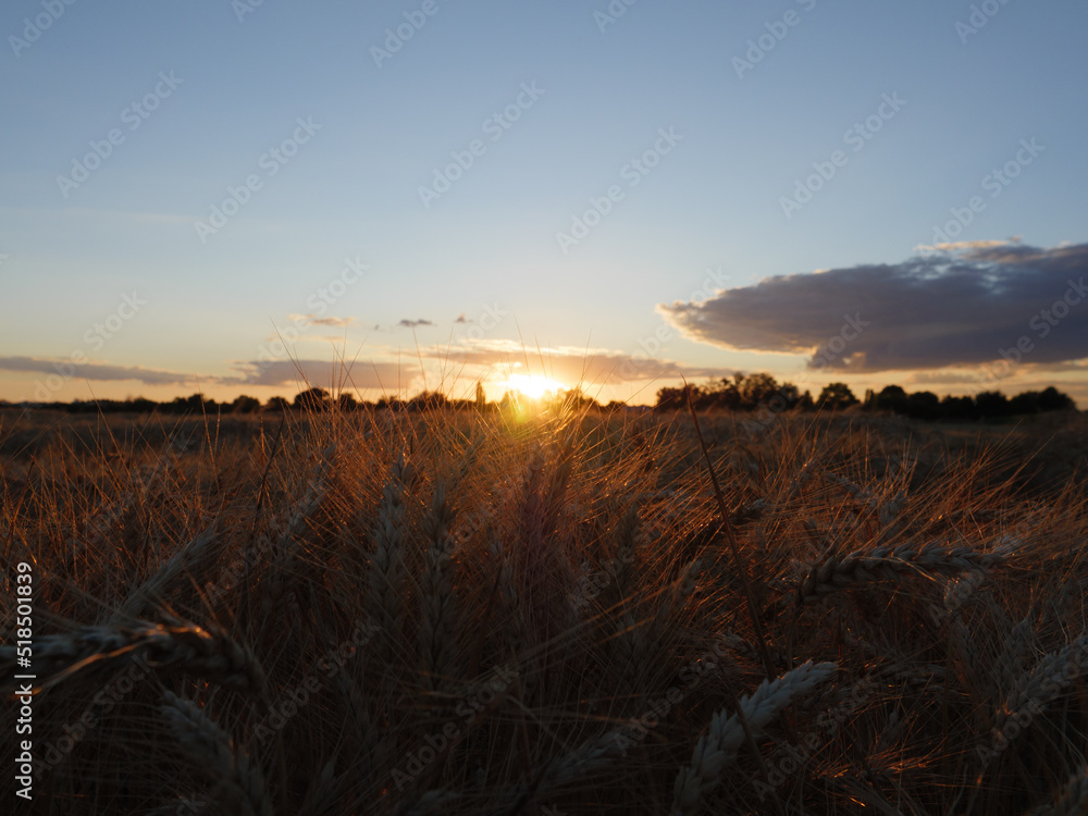 Obraz premium Kornfeld Erntezeit Sonnenuntergang