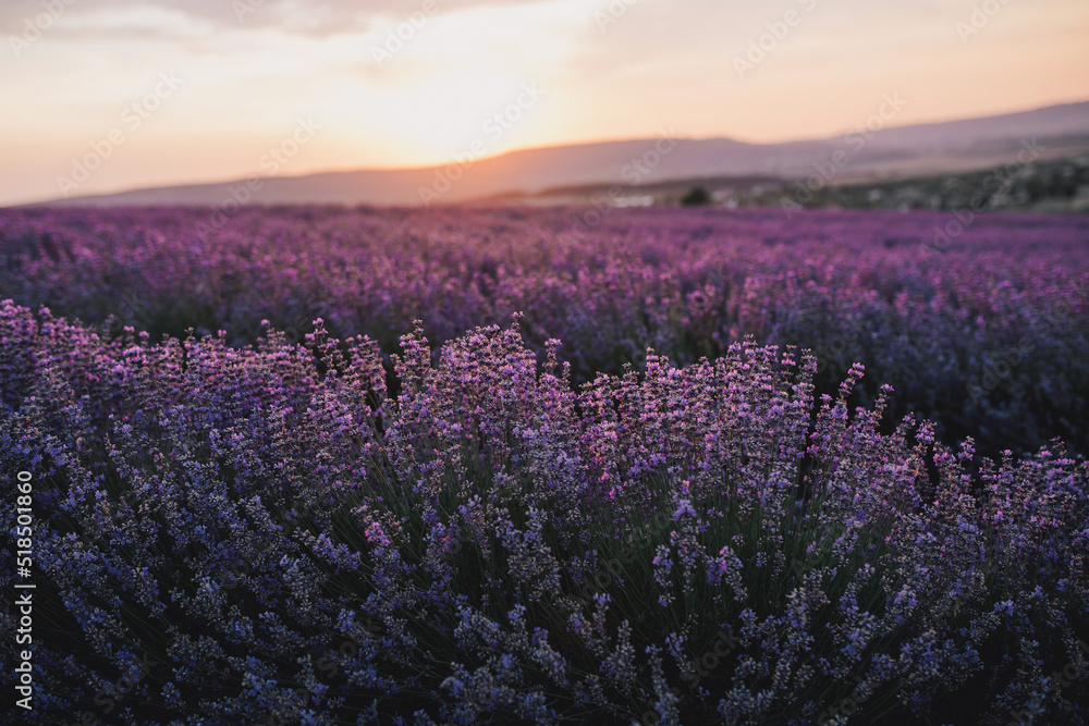 Obraz premium Close up lavender flowers in beautiful field at sunset.