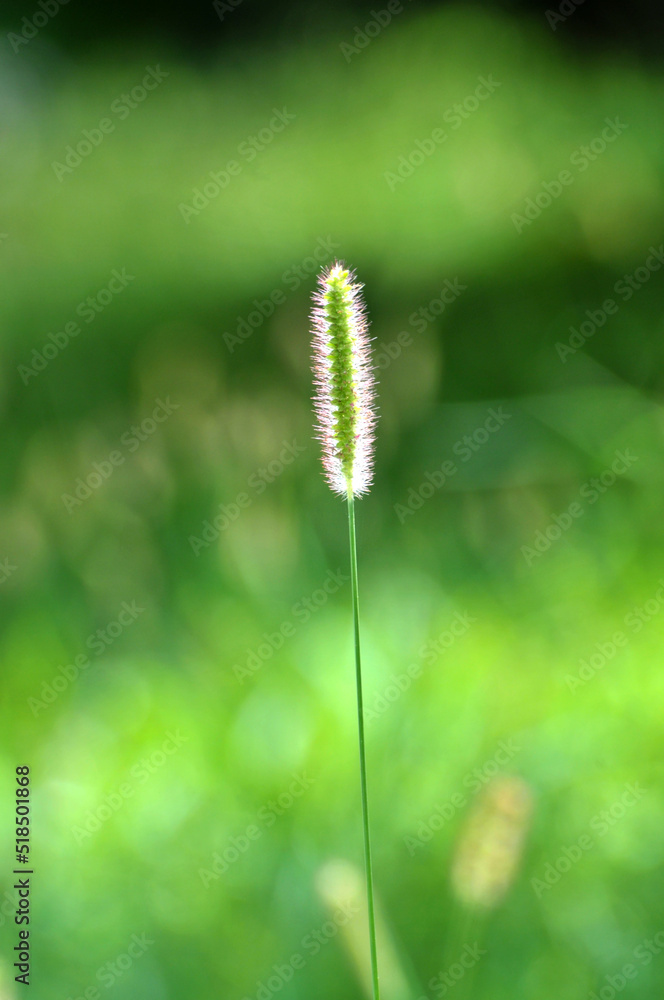 Foxtail flower Foxtail flower