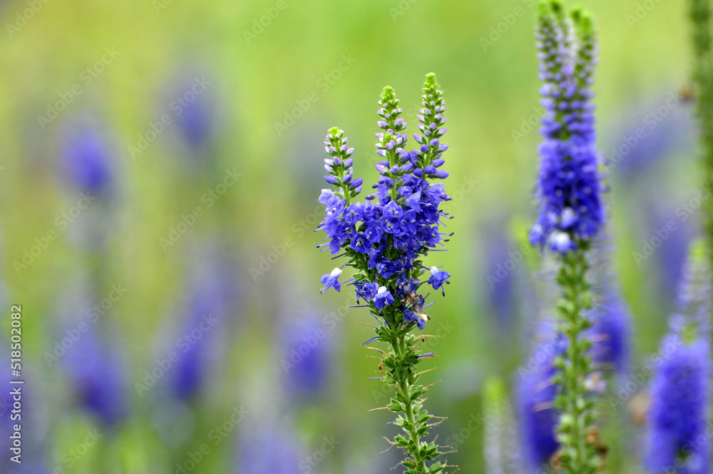 blosoming purple flowers in summer blosoming purple flowers in summer