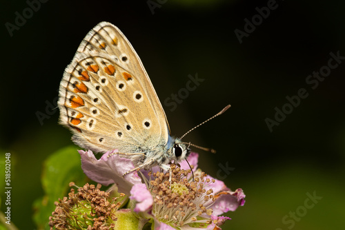 Macro photography of a butterfly