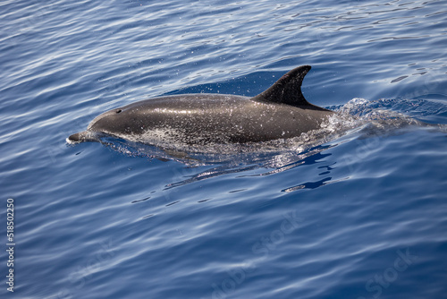 Zügeldelfine mit Jungtier im OzeanDer Zügeldelfin oder auch Atlantischer Fleckendelfin ist eine Art der Gattung der Fleckendelfine, der im tropischen und subtropischen Atlantik vorkommt.