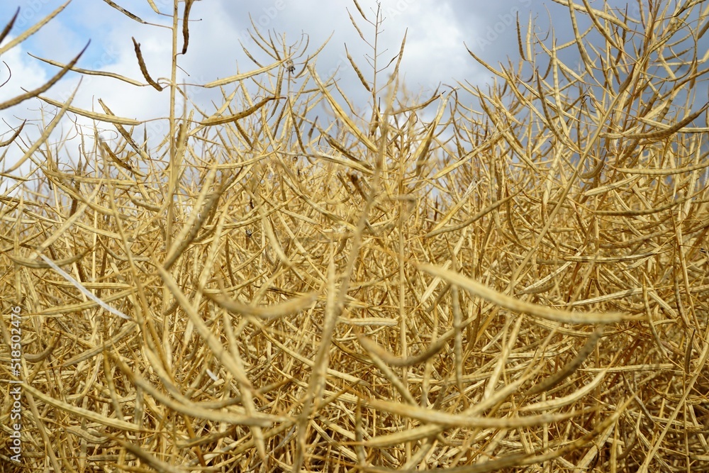 Fototapeta premium Goldgelbes Getreidefeld vor blauem Himmel mit weißen Wolken bei Sonne am Morgen im Sommer
