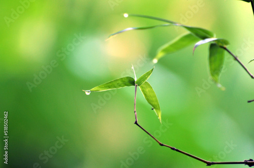 sunlight through the bamboo leaf