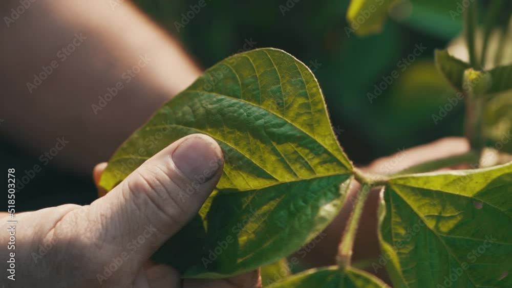 Plant in persons hand. Soybean plant in someones hand. Farmer checking on crops. Midwest farm field and agriculture. Planting crops in field. Plant in persons hand. Soybean plant in someones hand. Farmer checking on crops. Midwest farm field and agriculture. Planting crops in field.