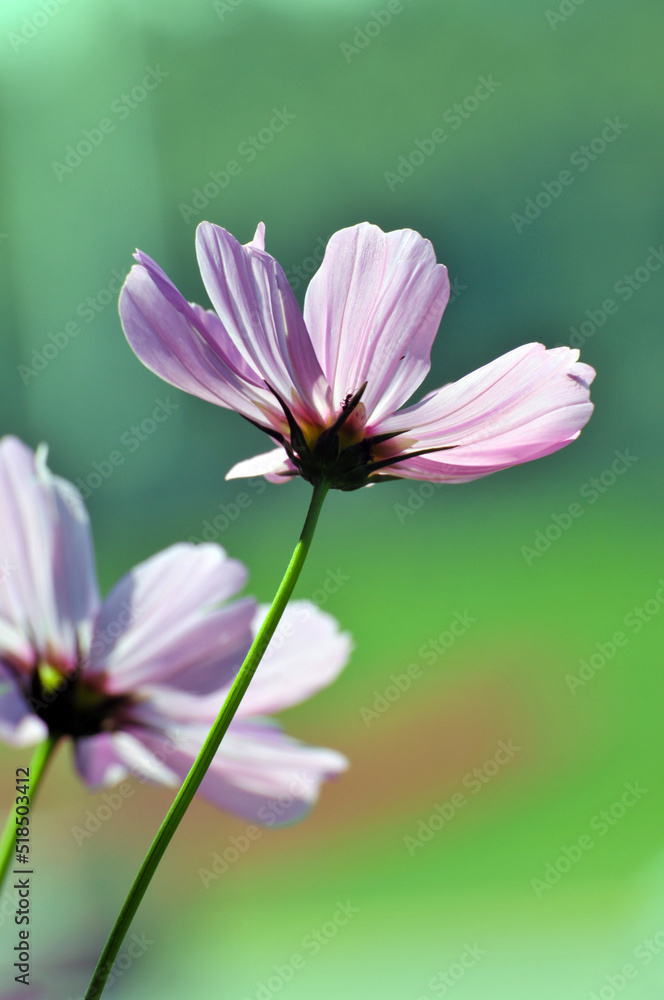 pink cosmos flower in garden