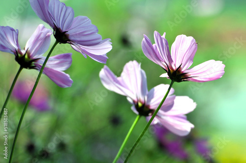 pink cosmos flower in garden