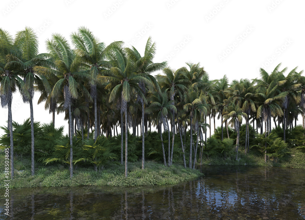 A canal that runs through a coconut grove with a white background. A canal that runs through a coconut grove with a white background.