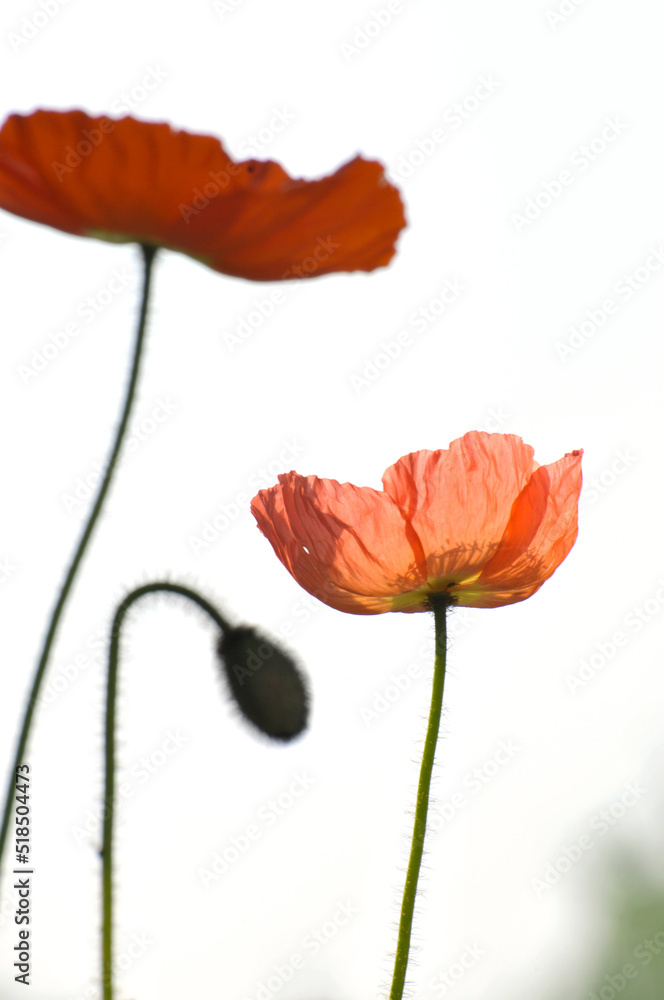 Naklejka premium blossoming poppy flower